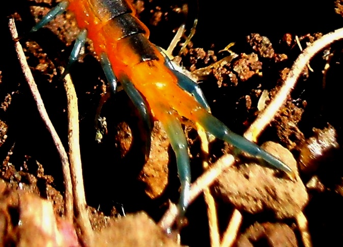 Scolopendra arancione di Cagliari (Scolopendra oraniensis)